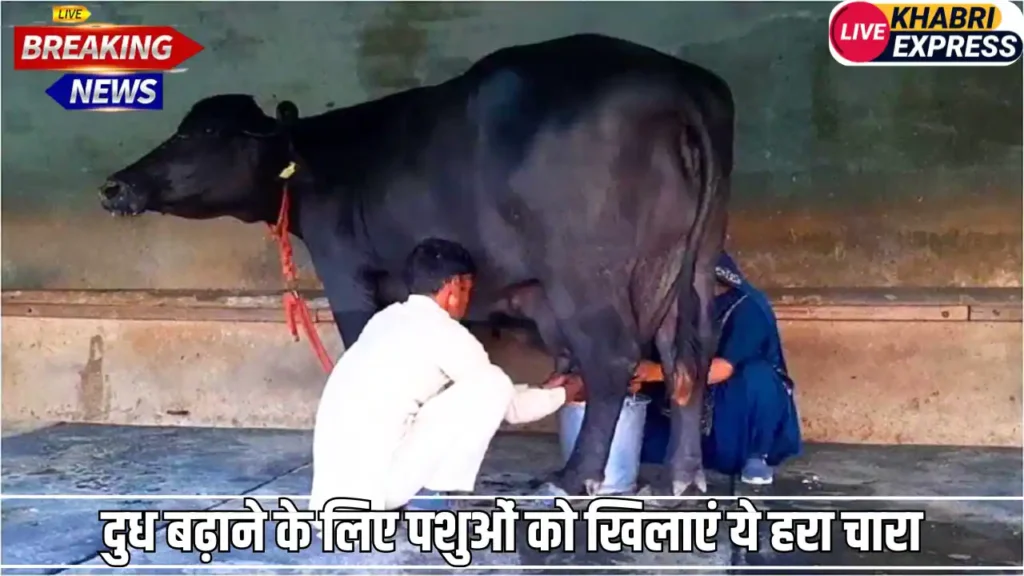 दुध बढ़ाने के लिए पशुओं को खिलाएं ये हरा चारा, चंद दिनों में बाल्टी के ऊपर से जाएगा दूध