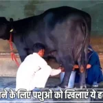 दुध बढ़ाने के लिए पशुओं को खिलाएं ये हरा चारा, चंद दिनों में बाल्टी के ऊपर से जाएगा दूध