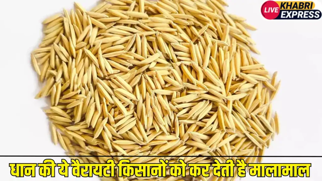 धान की ये वैरायटी किसानों को कर देती है मालामाल, एक हेक्टेयर से मिलता है 88 क्विंटल तक उत्पादन