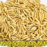 धान की ये वैरायटी किसानों को कर देती है मालामाल, एक हेक्टेयर से मिलता है 88 क्विंटल तक उत्पादन
