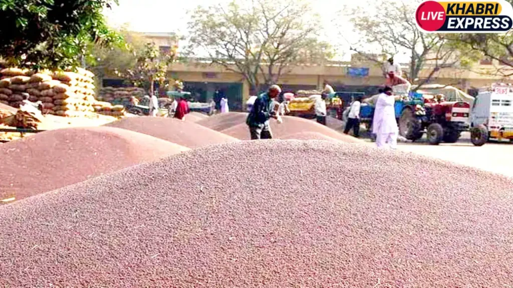 आज से शुरू हुई सरसों व चने की खरीद, इस बार बायोमैट्रिक से होगा सारा प्रोसेस