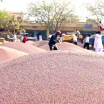 आज से शुरू हुई सरसों व चने की खरीद, इस बार बायोमैट्रिक से होगा सारा प्रोसेस